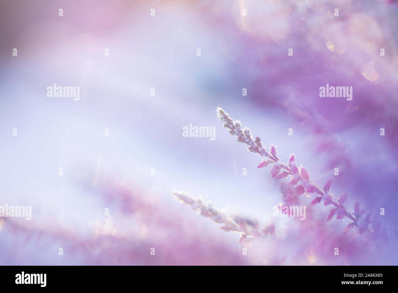 Common heather, Calluna vulgaris, flowers covered with ice crystals Stock Photo