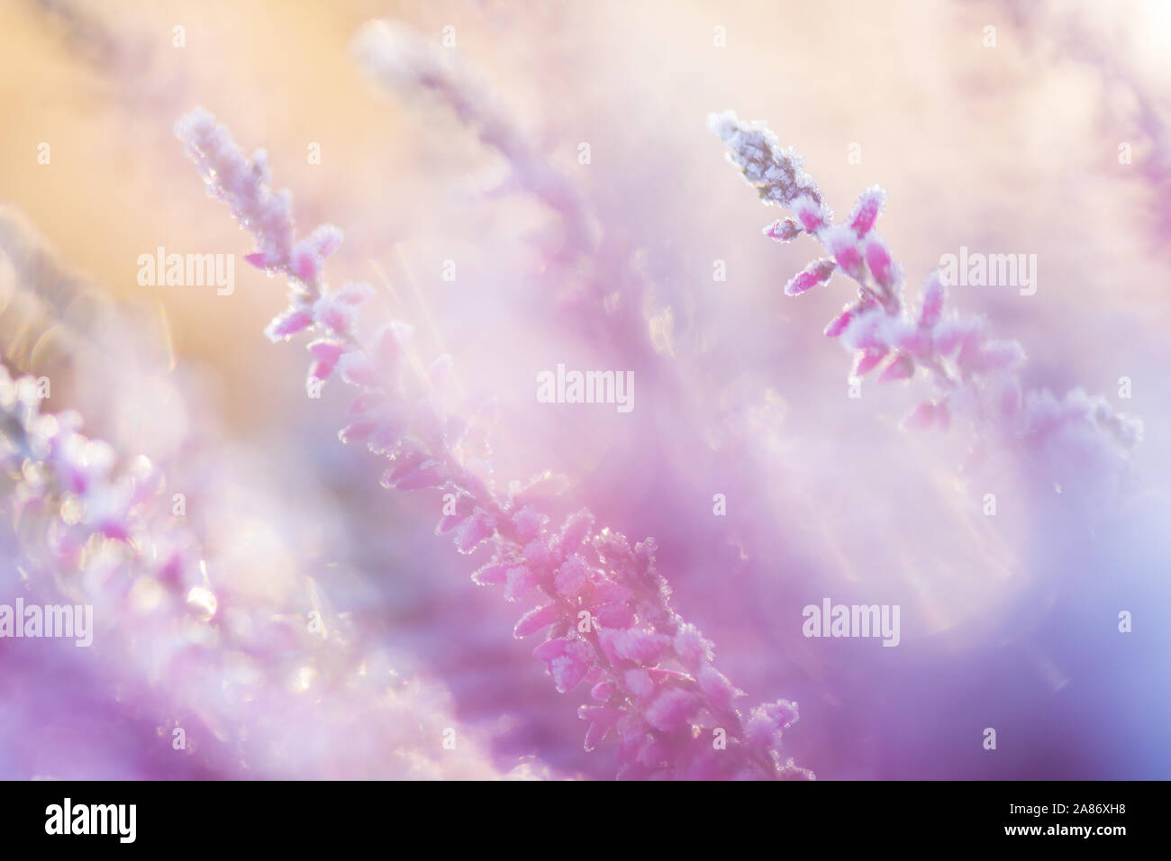 Common heather, Calluna vulgaris, flowers covered with ice crystals Stock Photo