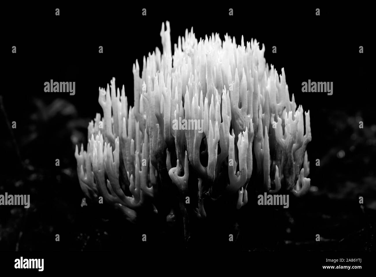 Ramaria aurea fungus Stock Photo