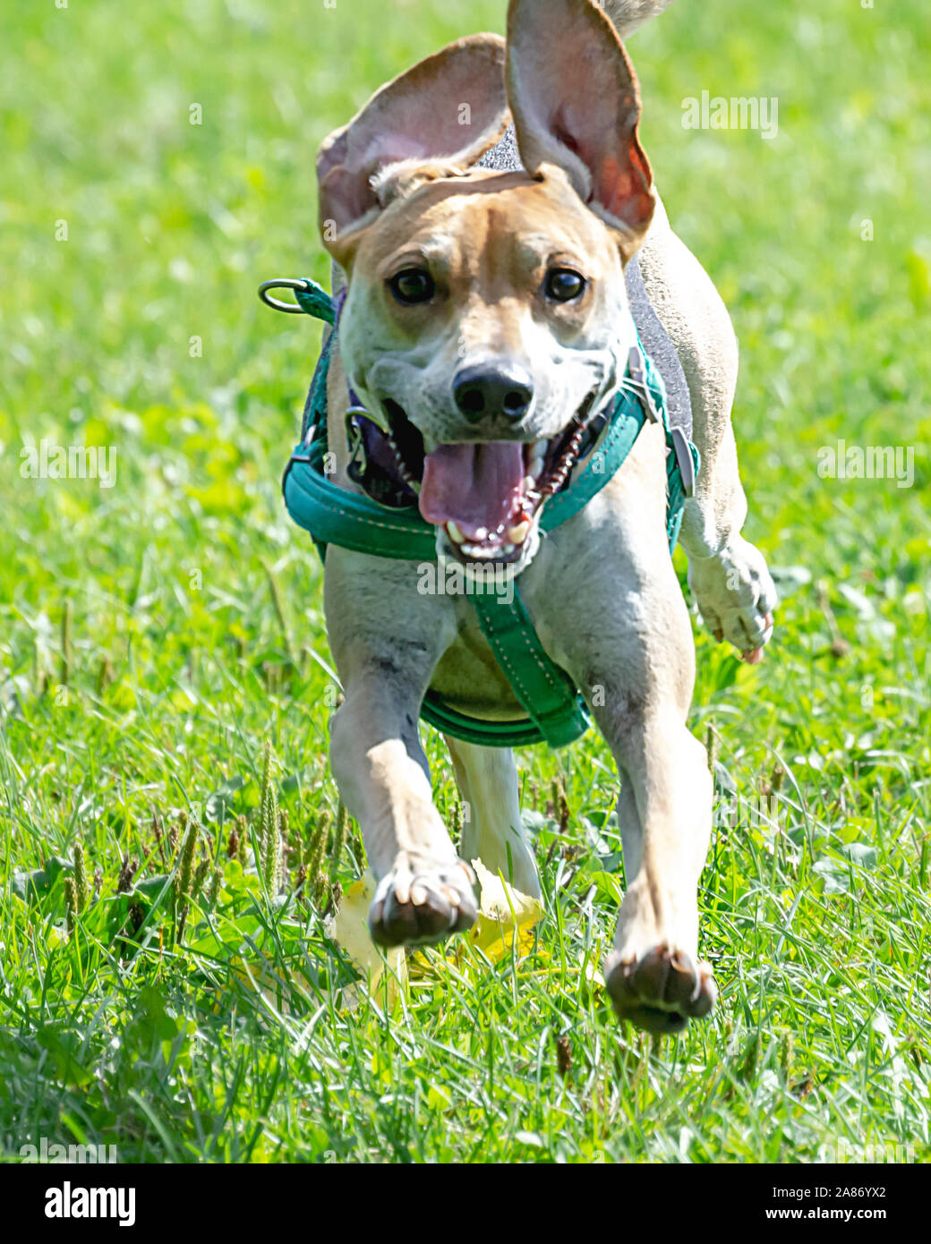 Close up of beagle terrier mix running  through the grass at dog park. Stock Photo