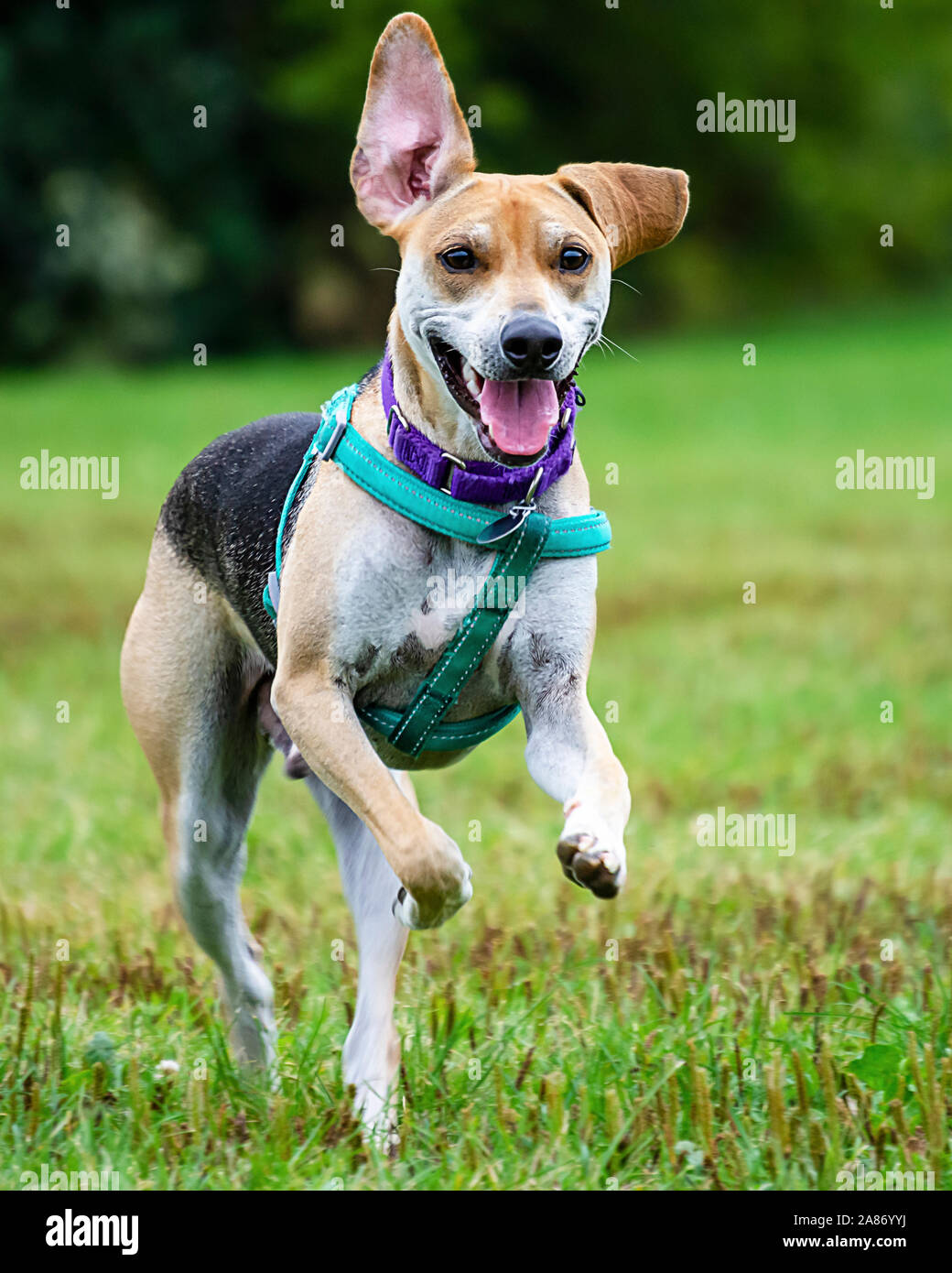 Beagle terrier mix running through the grass at a dog park. Stock Photo