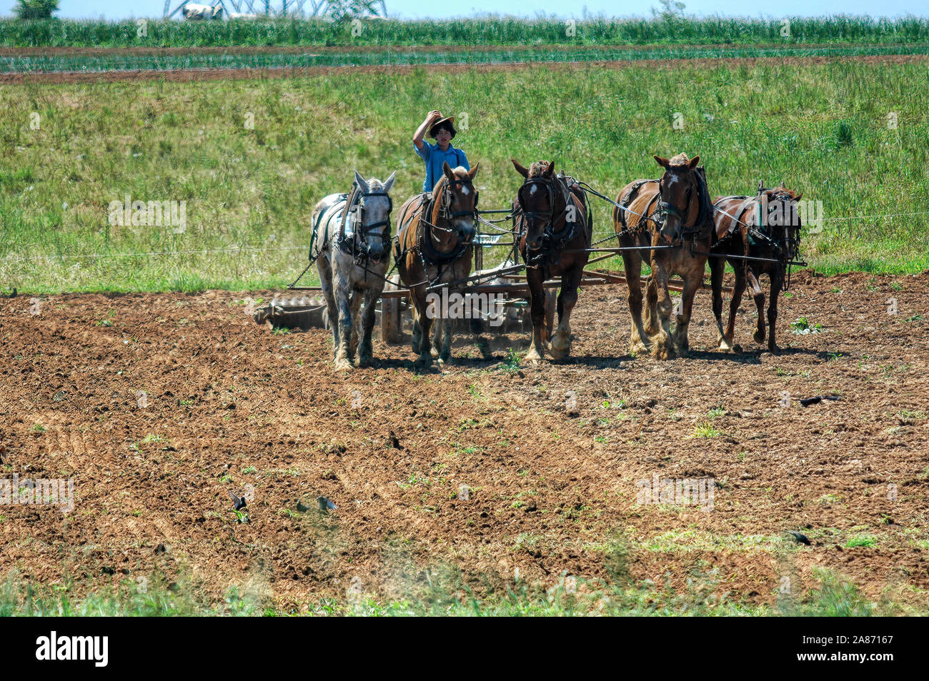 Horse plough pulling pull hires stock photography and images Alamy