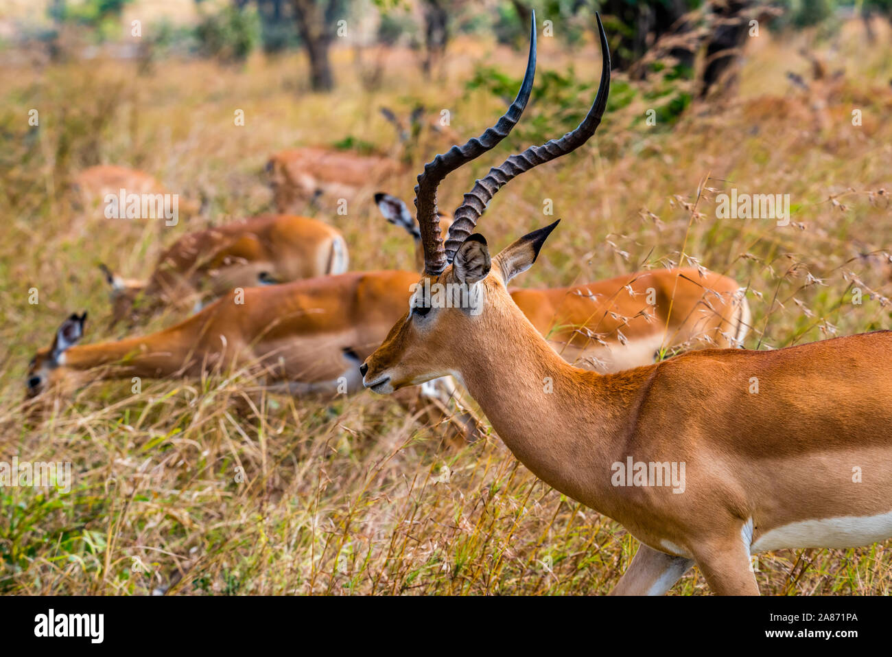 male Heuglin's gazelle - Eudorcas tilonura with its hurde Stock Photo