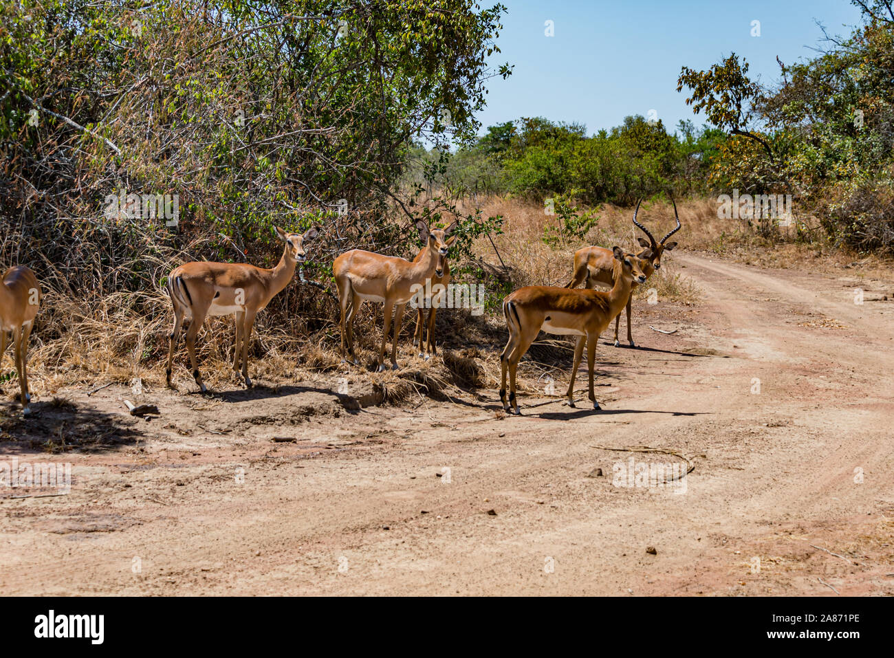 hurde of Heuglin's gazelle - Eudorcas tilonurastanding along the side of a path male and females Stock Photo