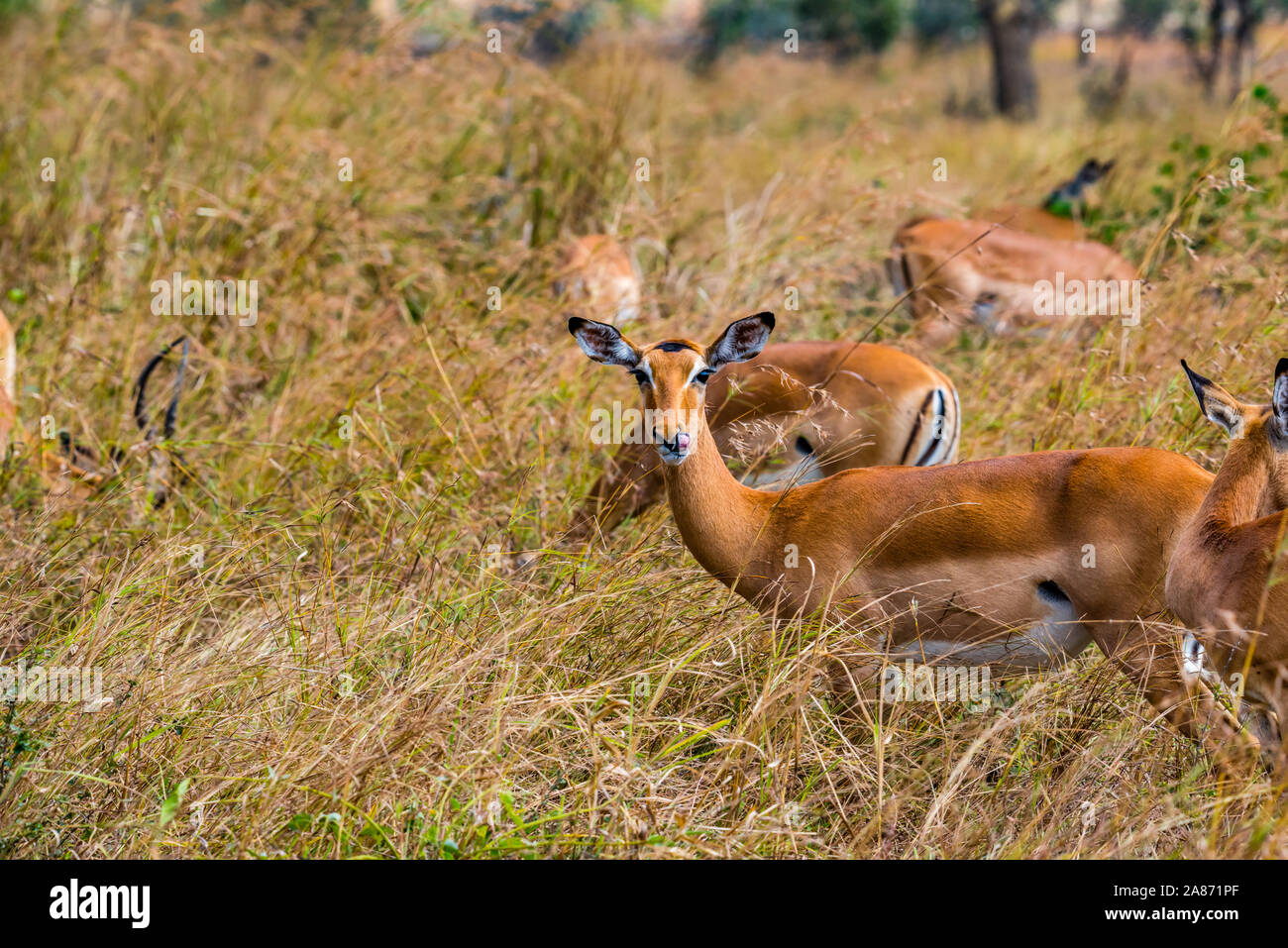 Heuglin's gazelle hires stock photography and images Alamy