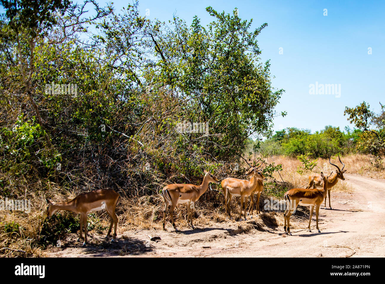 hurde of Heuglin's gazelle - Eudorcas tilonura standing along the side of a path male and females Stock Photo