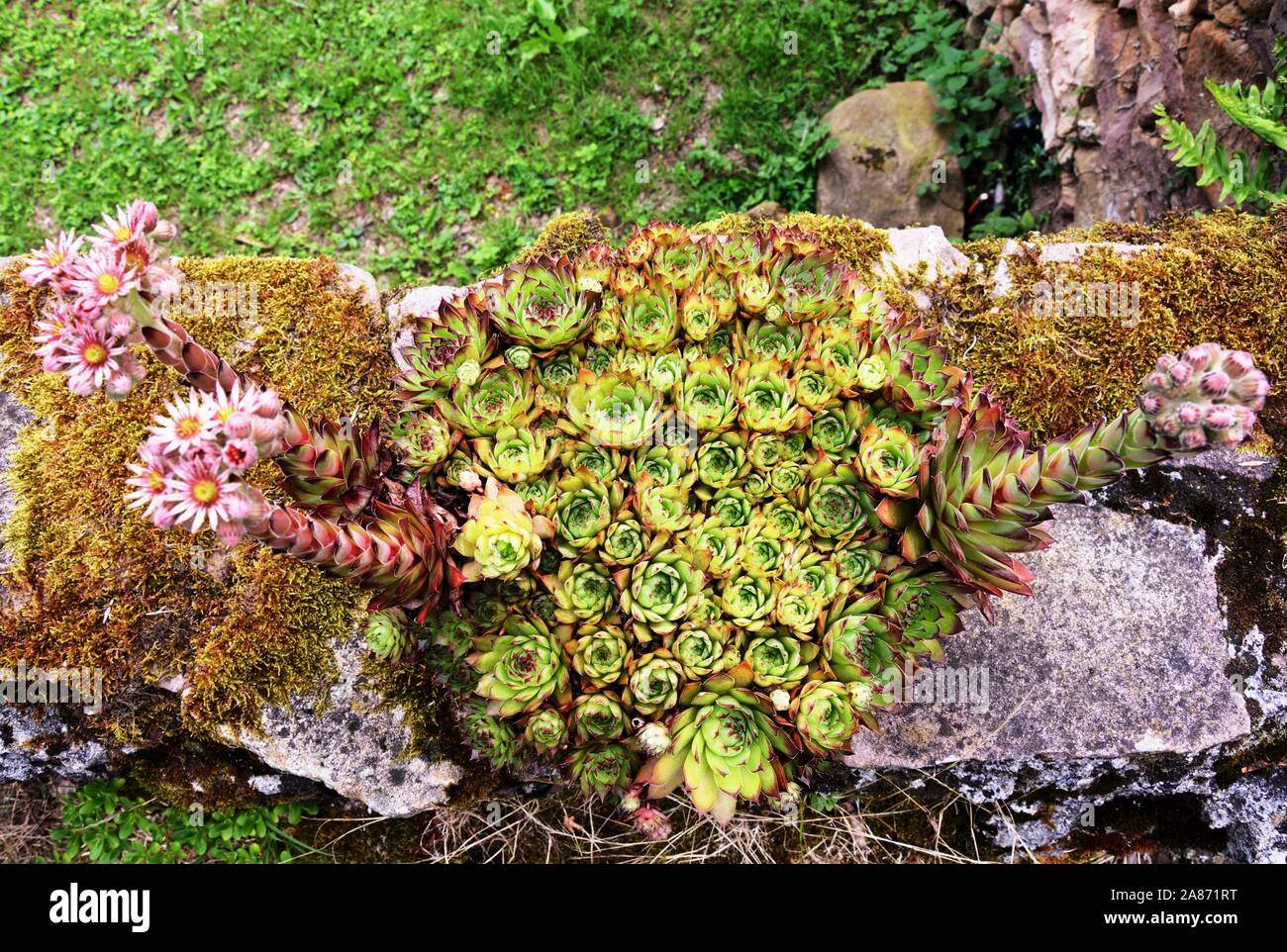 a sempervivum tectorum, a plant called common houseleek Stock Photo