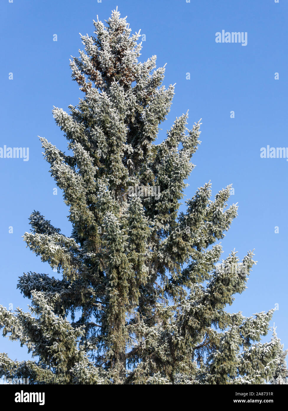 Evergreen tree and snow Calgary Alberta Stock Photo