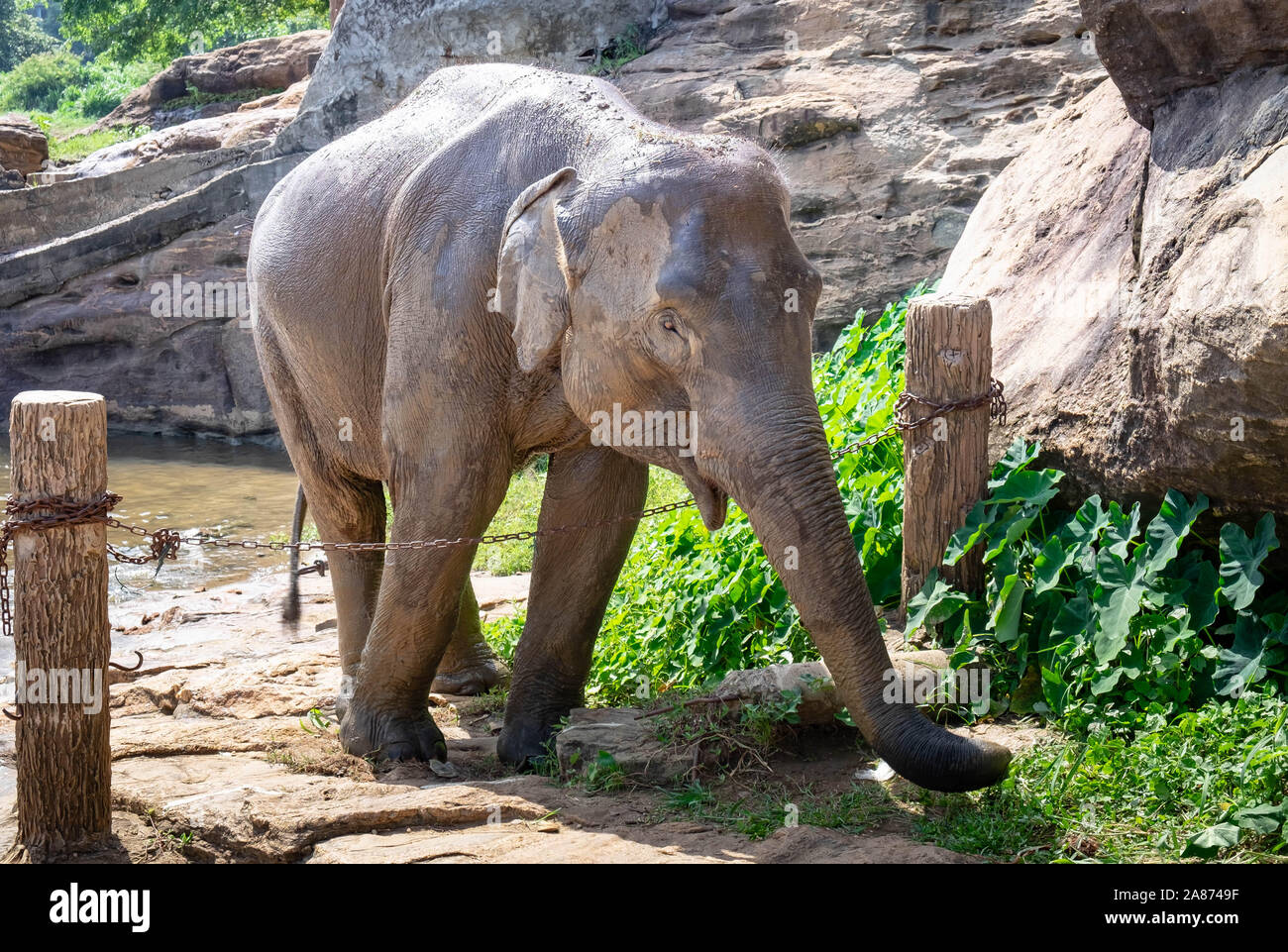 Pinnawala/ Sri Lanka AUGUST 03 2019 Asian elephants walking in a