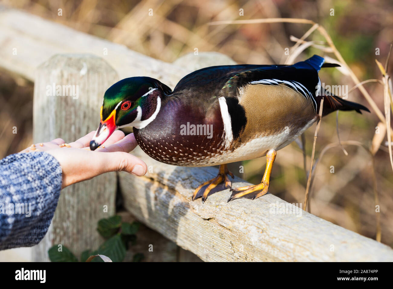 Waterfowl sanctuary hires stock photography and images Alamy