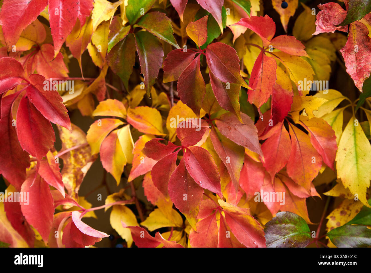 Woodbine vine hires stock photography and images Alamy