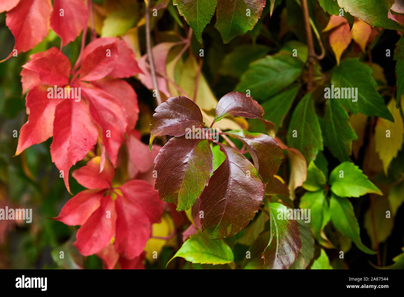 Woodbine vine hires stock photography and images Alamy