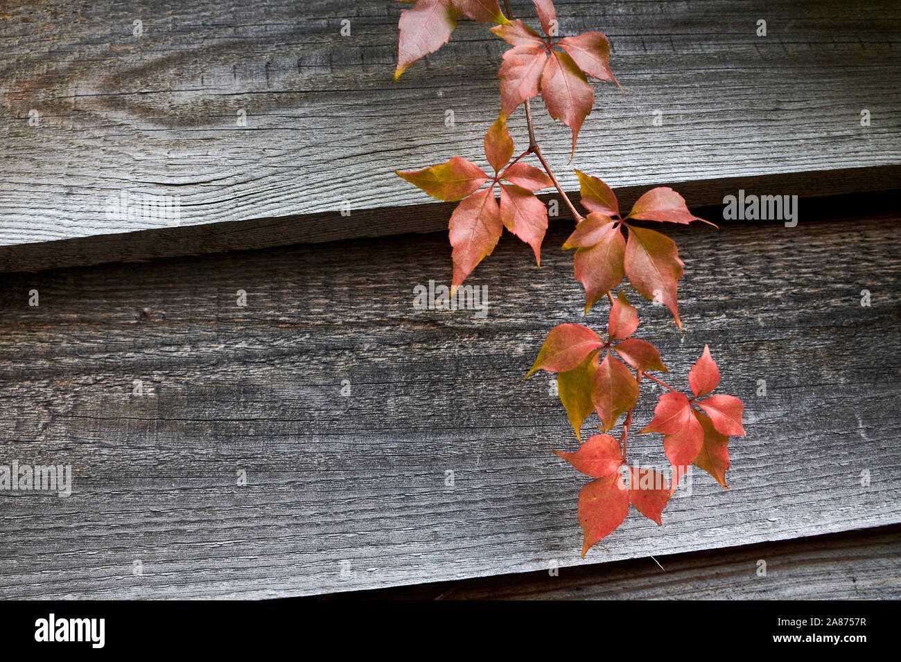 Woodbine vine hires stock photography and images Alamy