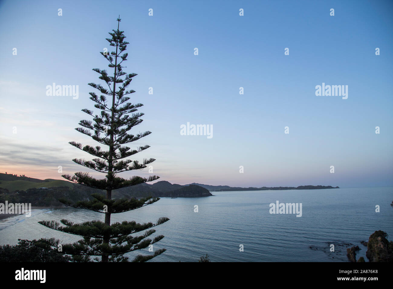 Evening view looking down into Sandy Bay towards the north with Whananaki in distance. Calm day on usually big surf beach. Norfolk pine, native bush. Stock Photo