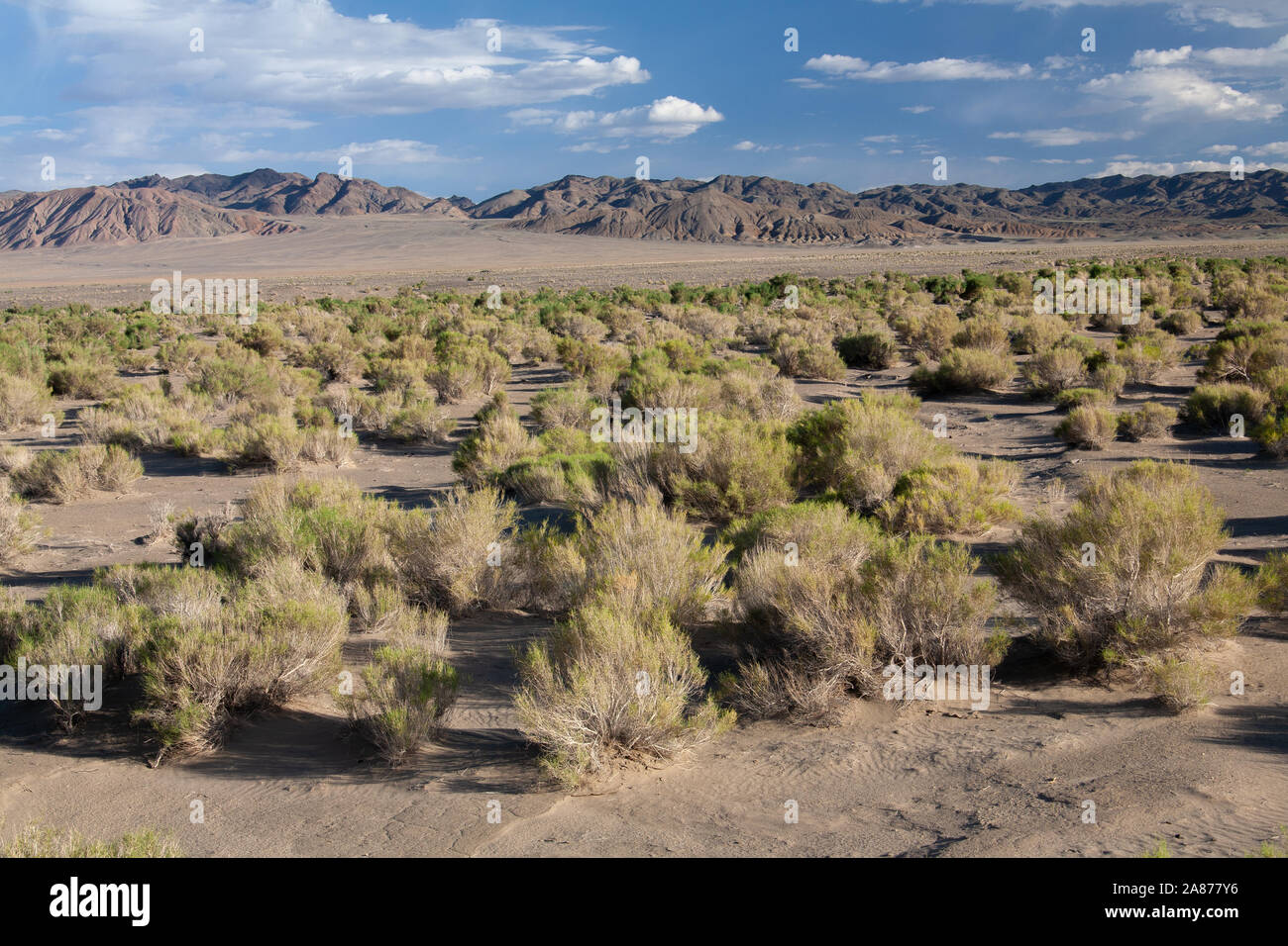 Gobi Desert. Singing Sand Dunes. Stock Photo