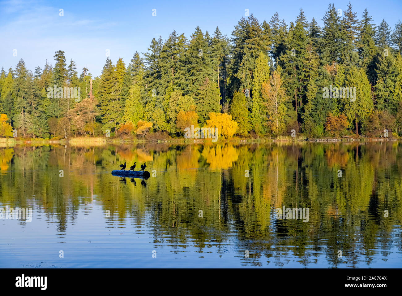 Cormorants on log, Lost Lagoon, Stanley, Park, Vancouver, British Columbia, Canada Stock Photo