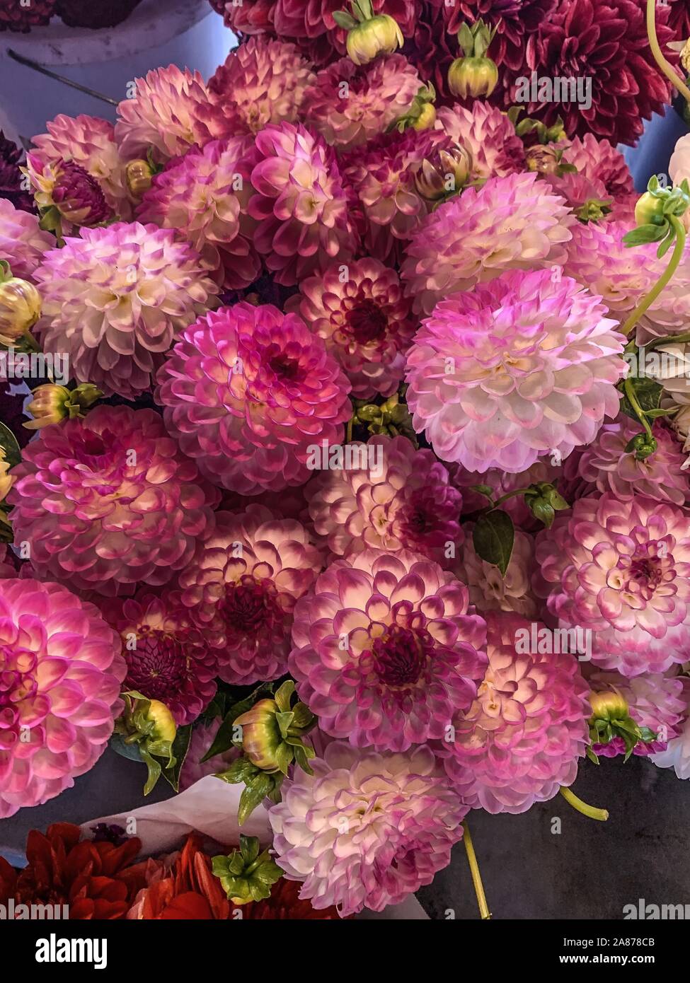 Pike Place Market - Seattle, Washington, bouquet of pink dahlia flowers Stock Photo