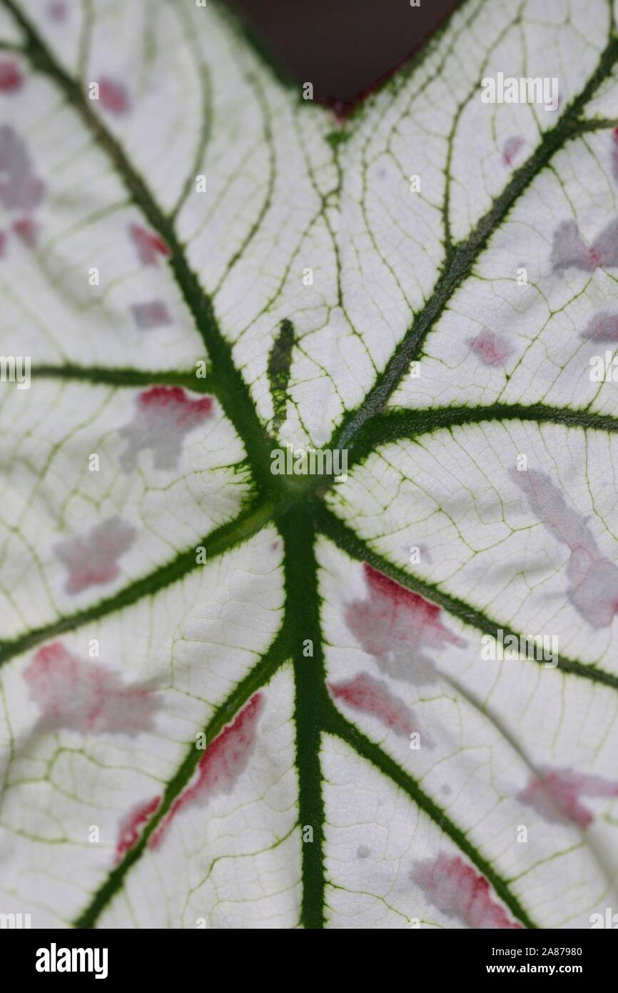 Close Up Of The Leaf Of A Caladium White Christmas Plant Stock Photo Alamy