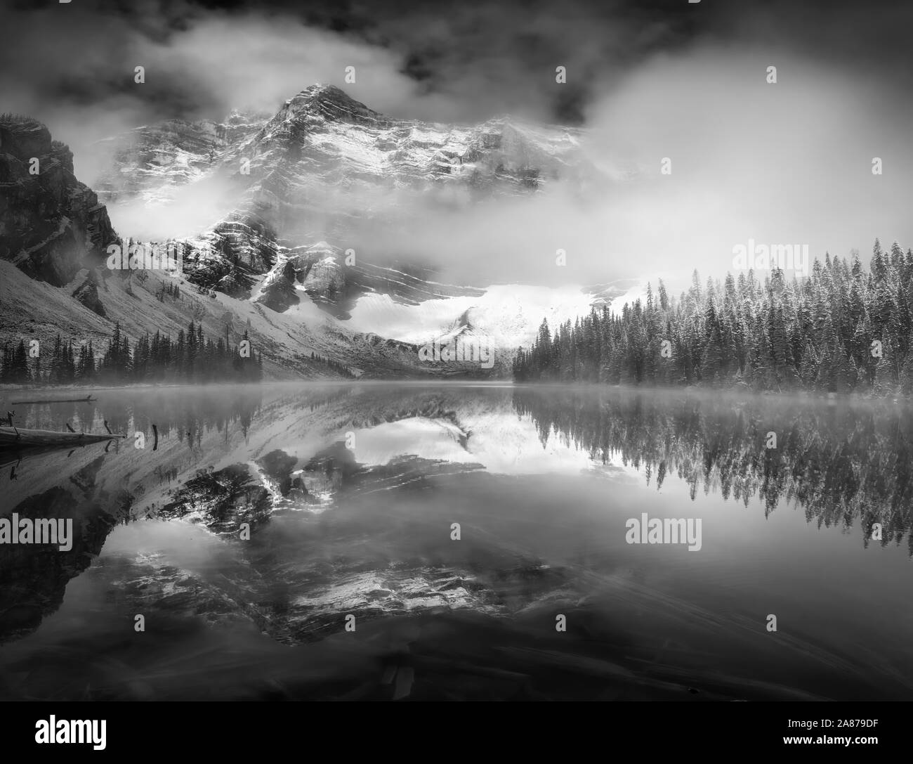Trees in summer colour Black and White Stock Photos & Images - Alamy