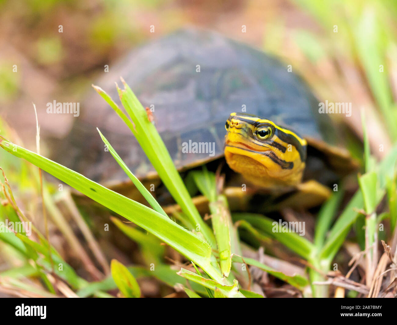 Young Malayan box turtle Stock Photo Alamy