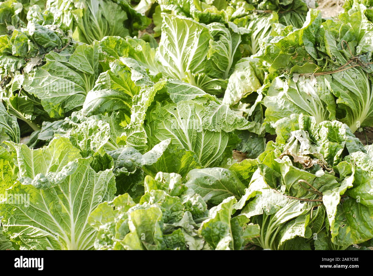 a Chinese cabbage plot in a China village Stock Photo