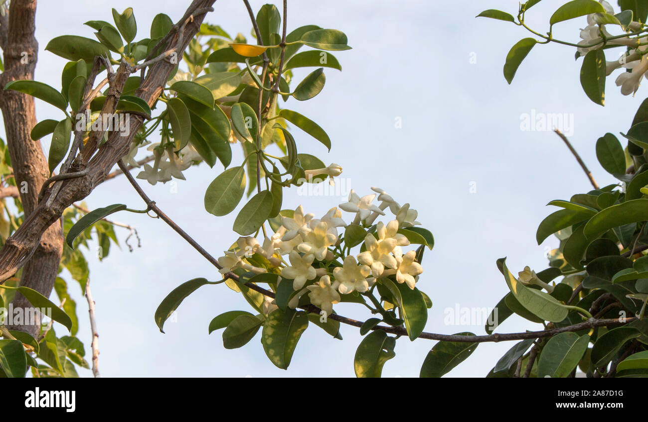 Beautiful white blooms of stephanotis florabunda, hawaiian wedding flower or madagascan jasmine with waxy five petals contrasted against shiny  leaves. Stock Photo