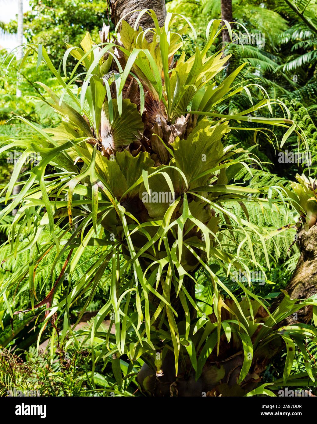 A Stag Horn Fern growing on the side of a tree Stock Photo