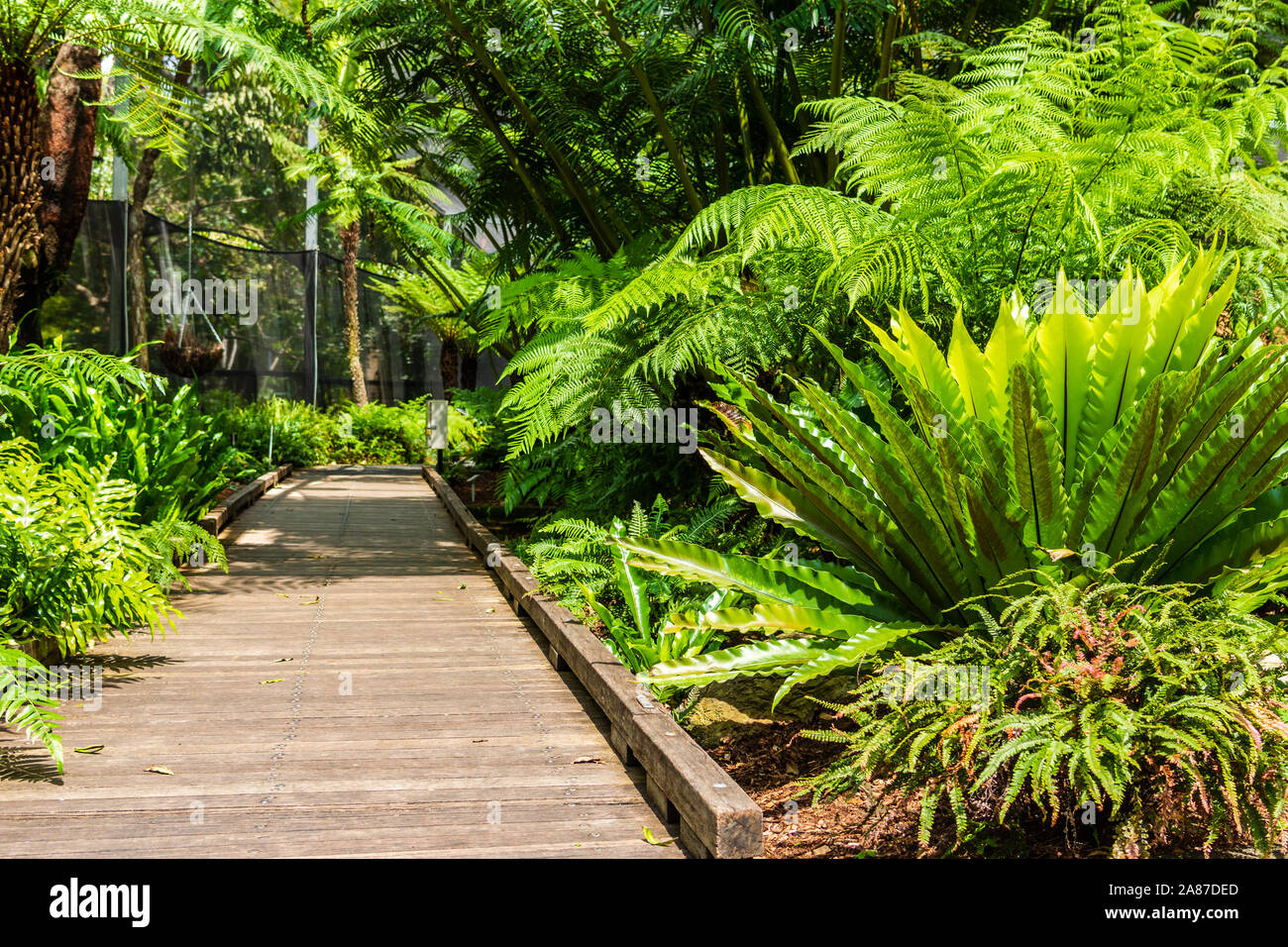 A path through the Gardens, at the Brisbane Botanic Gardens in Australia Stock Photo