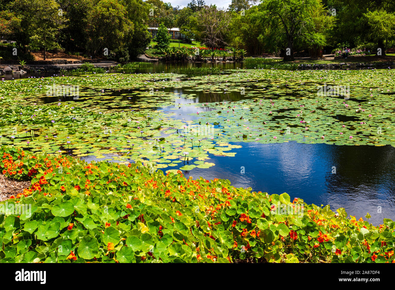 A pond or Lake in the Botanic Gardens in Brisbane Australia Stock Photo