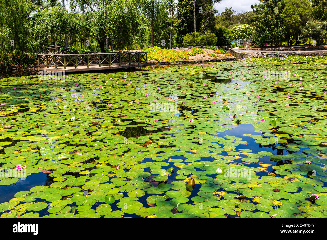 A pond or Lake in the Botanic Gardens in Brisbane Australia Stock Photo