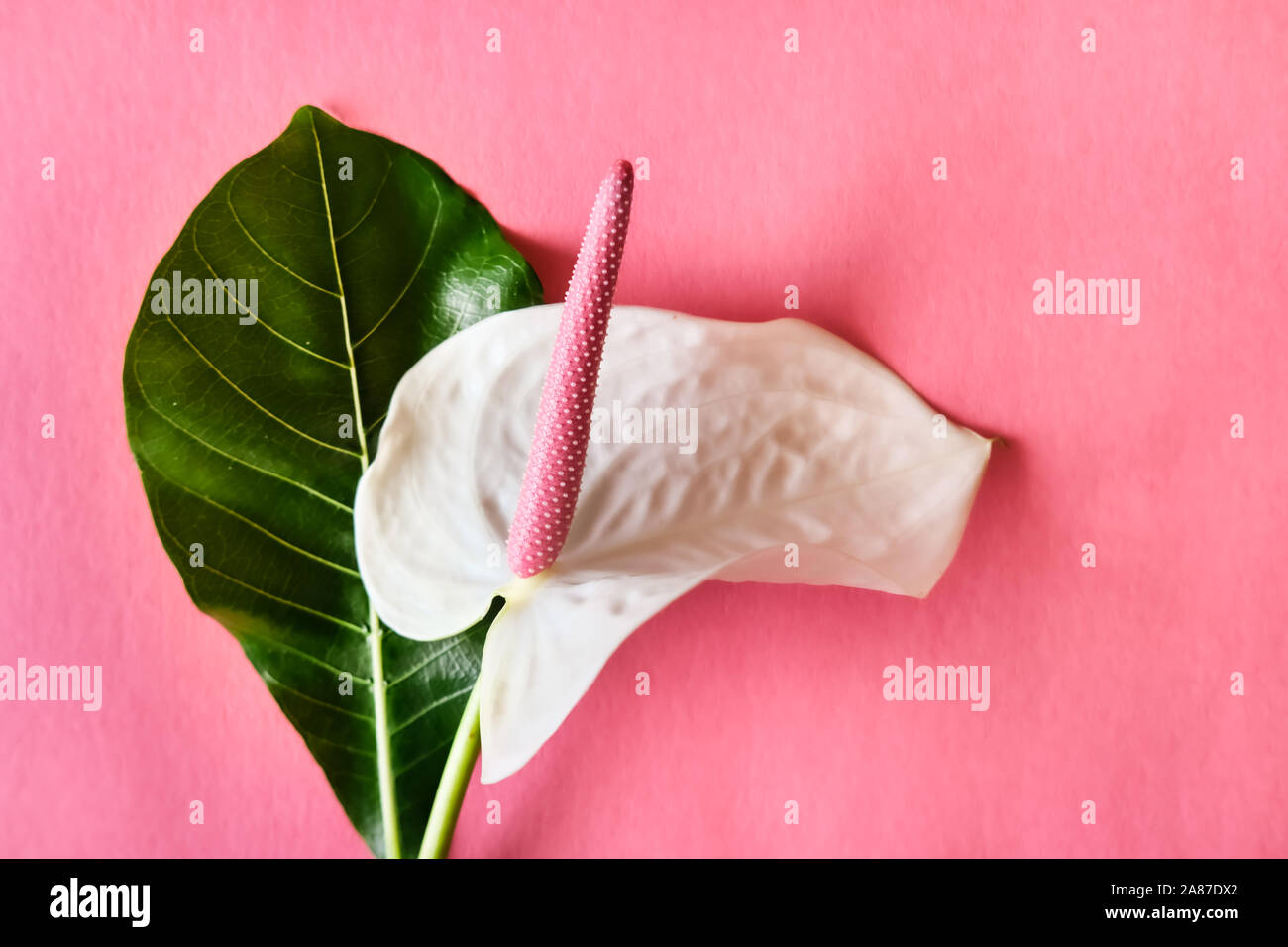 Anthurium flower background Stock Photo - Alamy