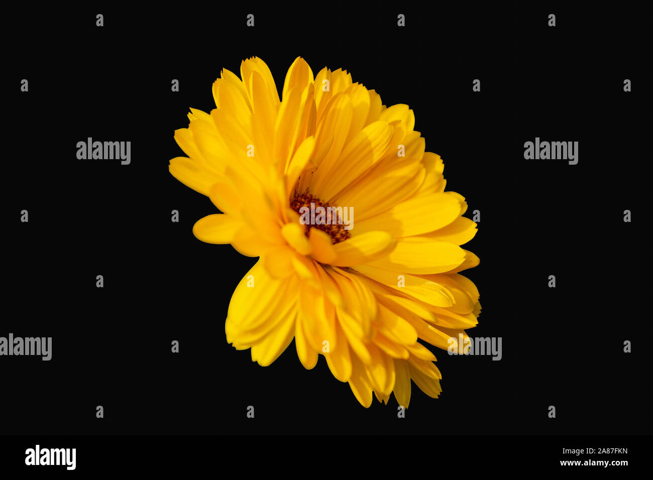 Black cosmos flower hi-res stock photography and images - Alamy