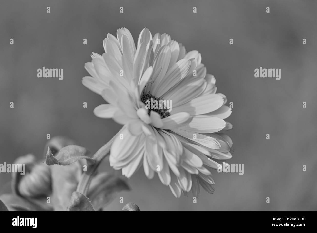 Cosmos Flower In Black And White Version Stock Photo - Alamy