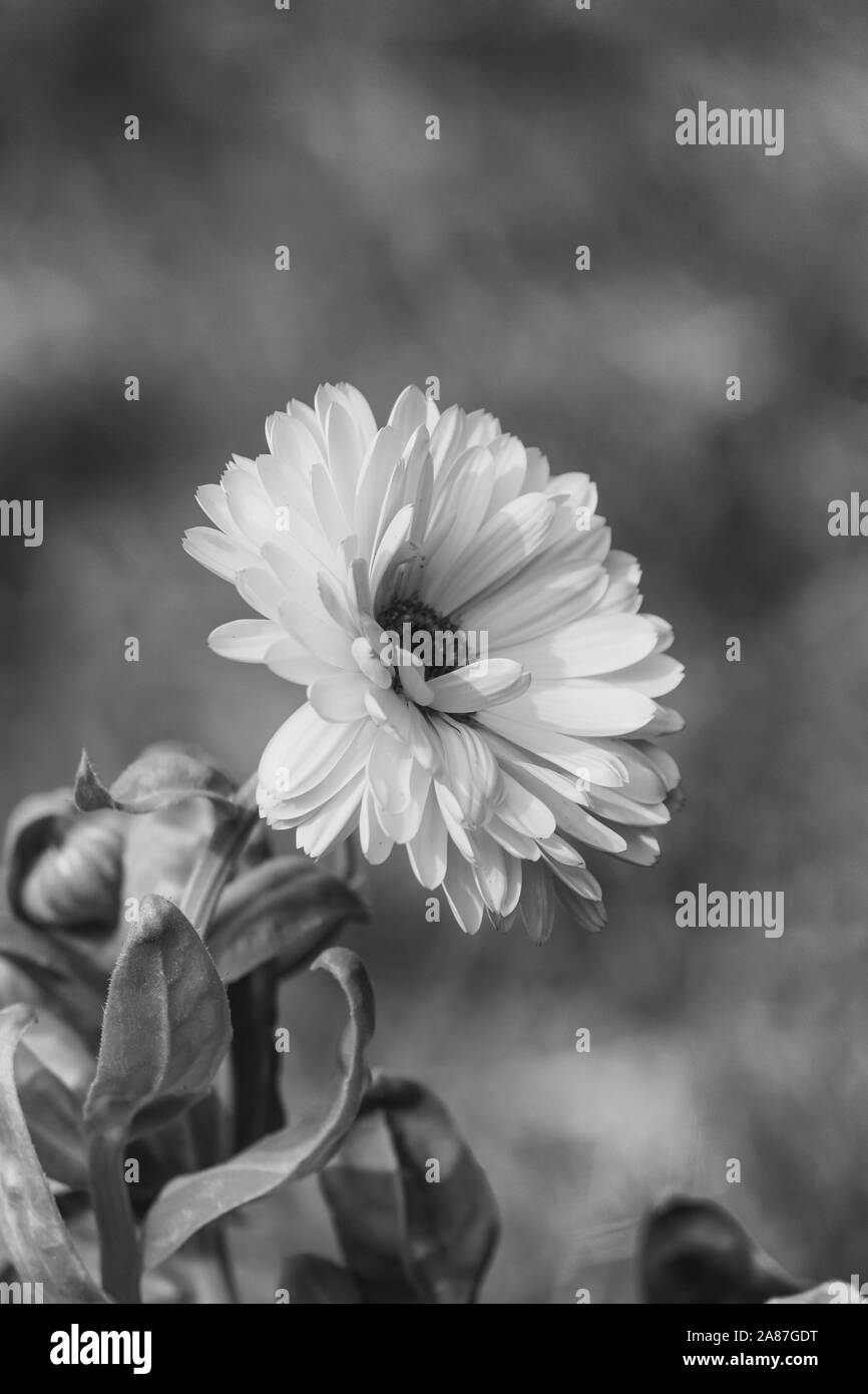 Cosmos flower Black and White Stock Photos & Images - Alamy