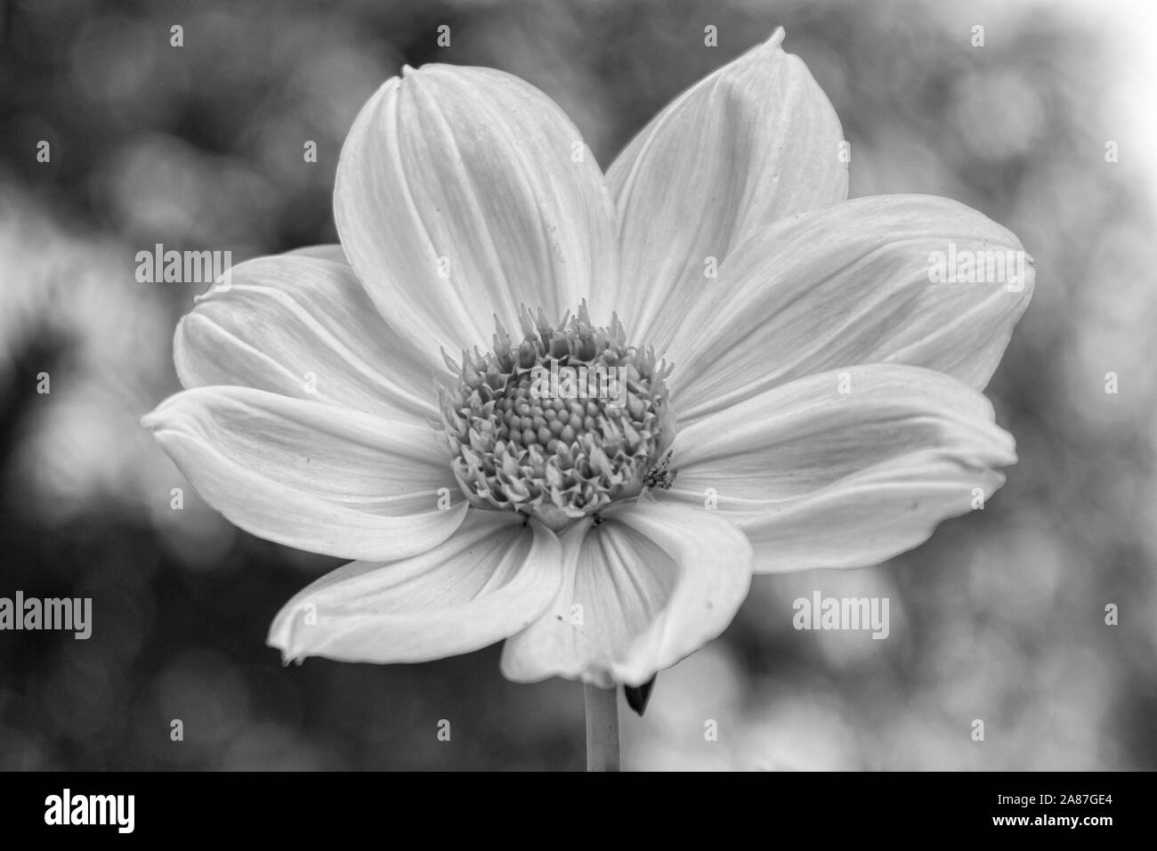 Garden centre flower view Black and White Stock Photos & Images - Alamy