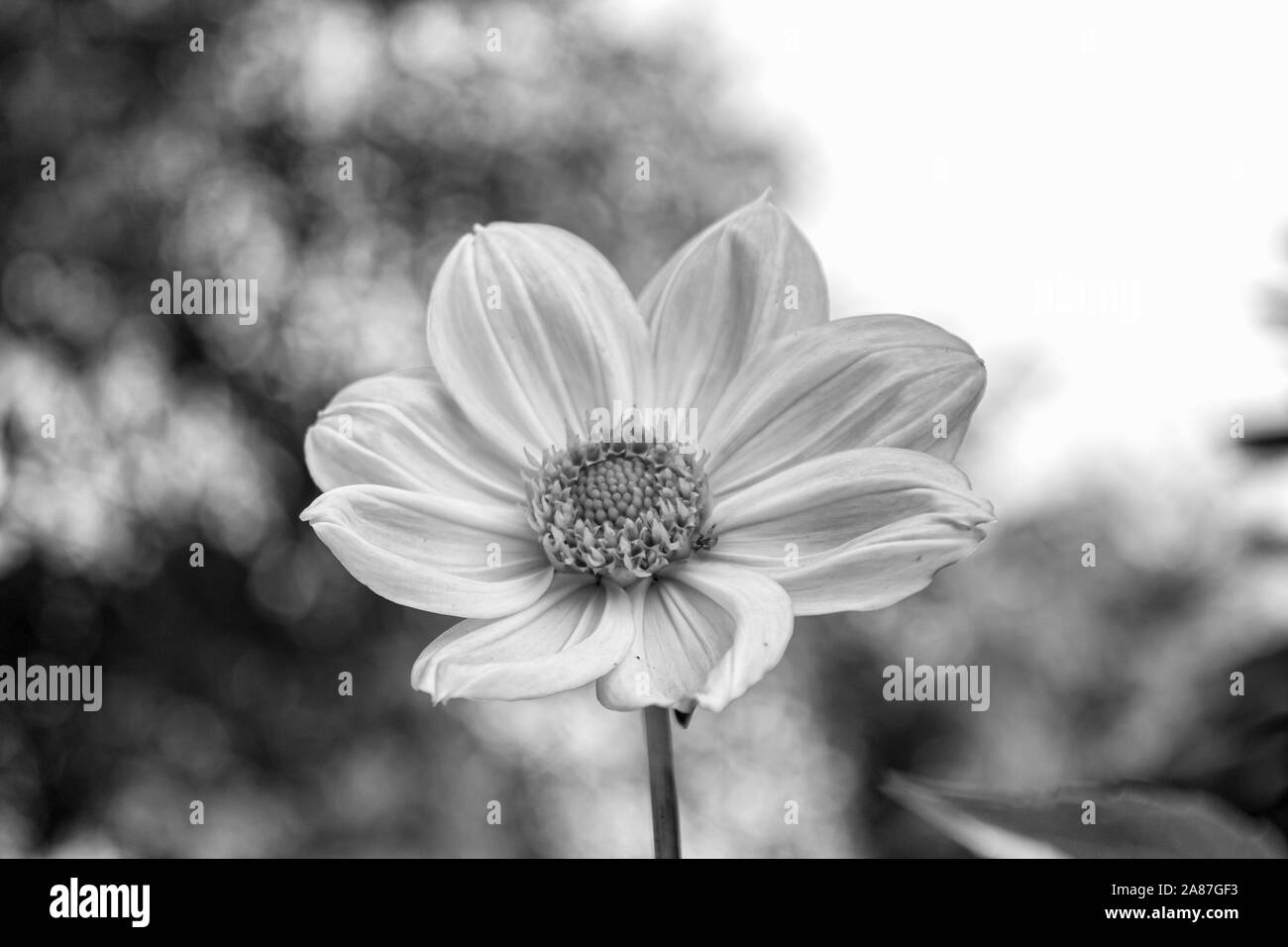 Garden centre flower view Black and White Stock Photos & Images - Alamy