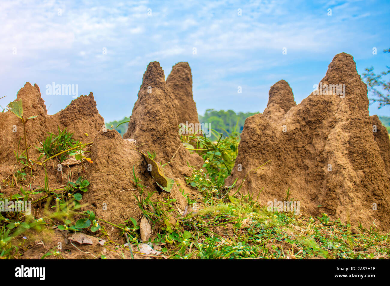 Huge nest mounds hi-res stock photography and images - Alamy