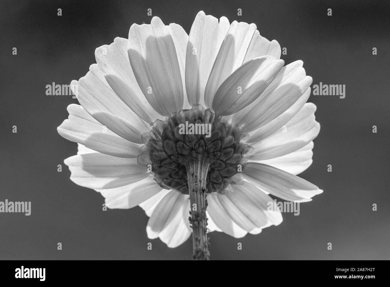 View Of Cosmos Flower In Black And White Version Stock Photo - Alamy