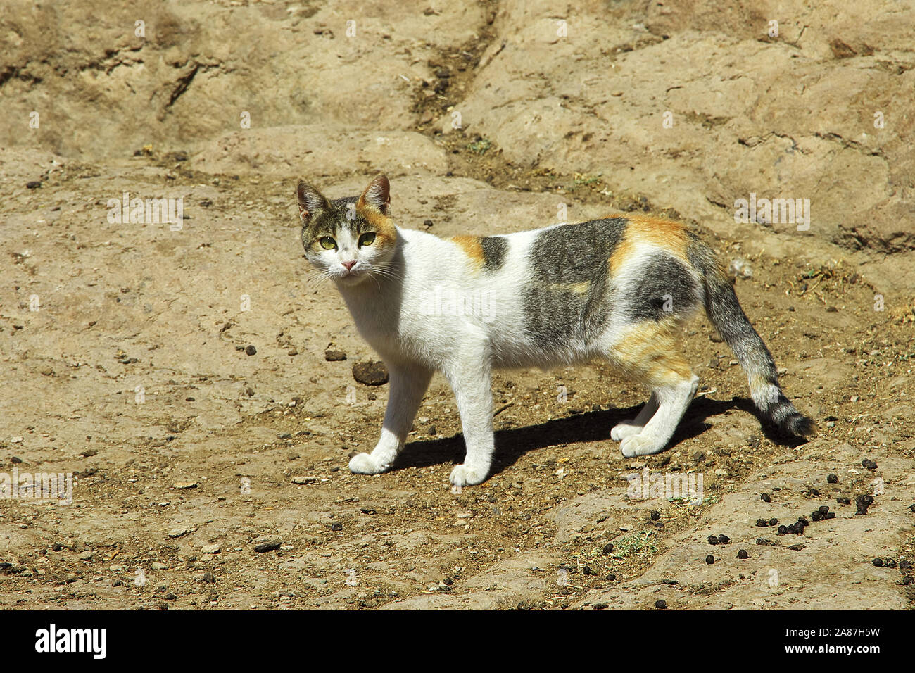 Yemeni Cat