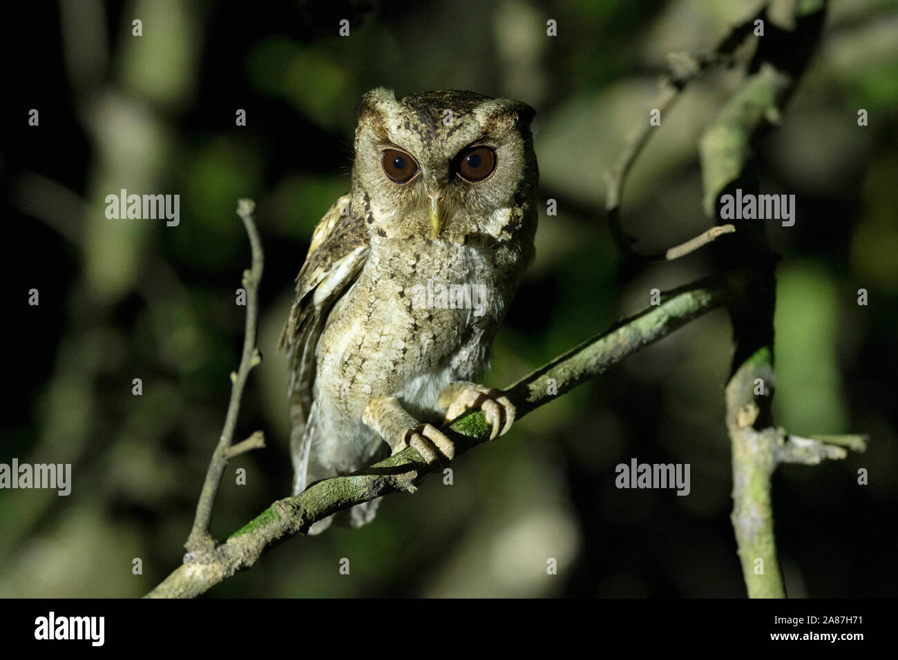 Collared Scops Owl, Otus lettia, Maguri, Beel, Assam, India Stock Photo