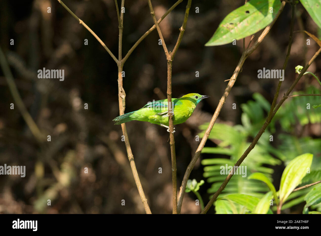 Blue Winged Leafbird Female, Chloropsis cochinchinensis, Dehing, Patkai, WLS, Assam, India Stock Photo