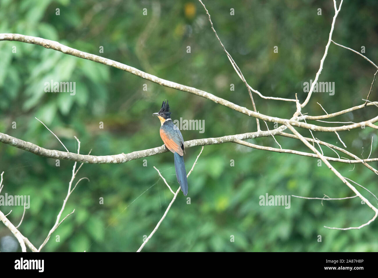 Chestnut-Winged-Cuckoo, Clamator coromandus, Dehing, Patkai, WLS, Assam, India Stock Photo
