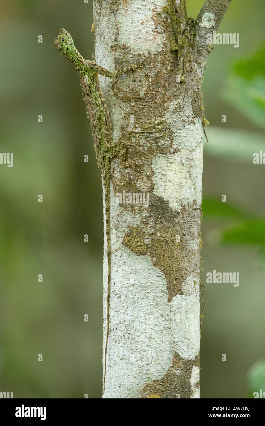 Norvill's Flying Lizard, Draco norvillii, Dehing, Patkai, WLS, Assam, India Stock Photo