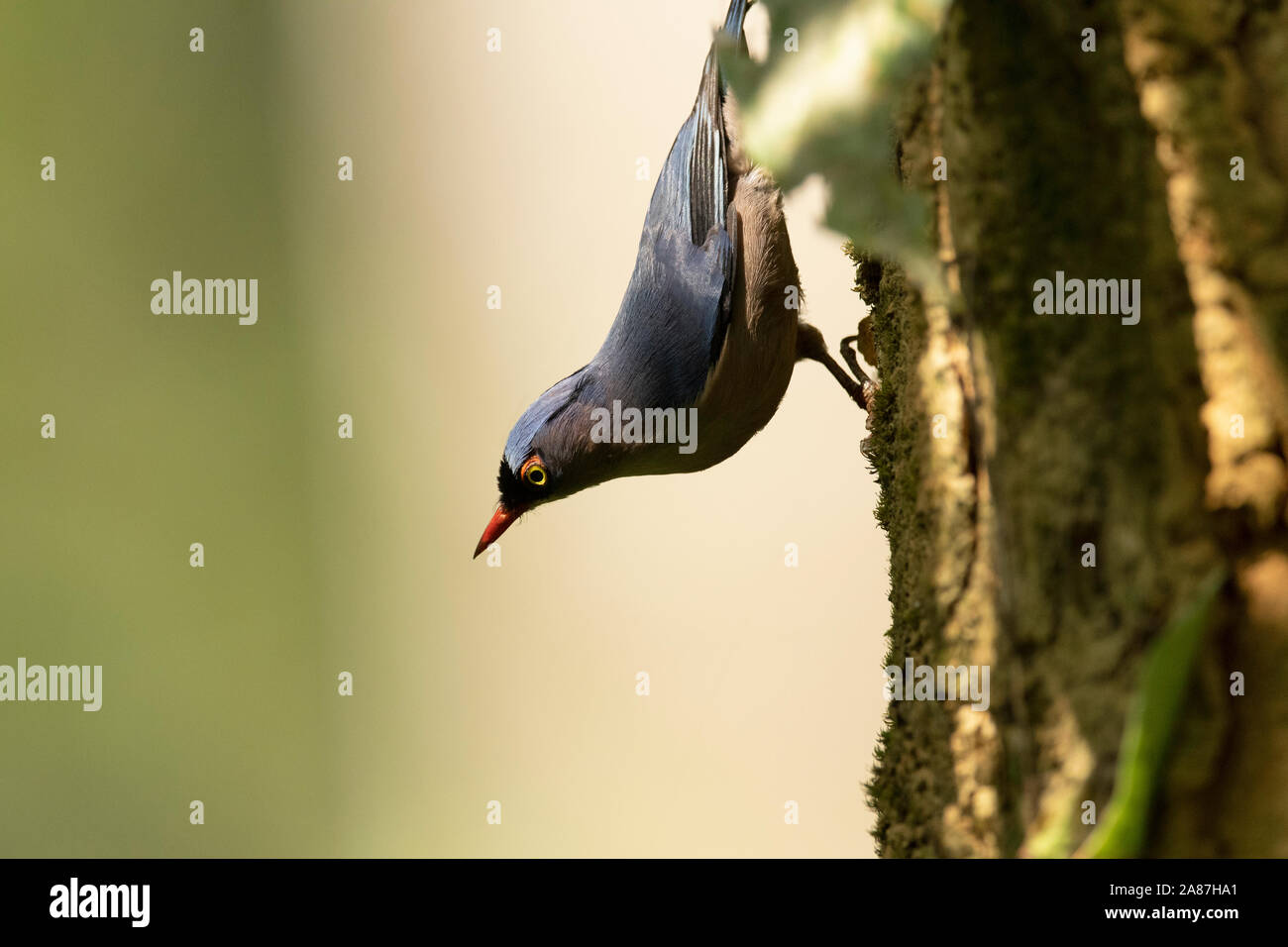 Velvet-fronted nuthatch, Sitta frontalis, Dehing, Patkai, WLS, Assam, India Stock Photo