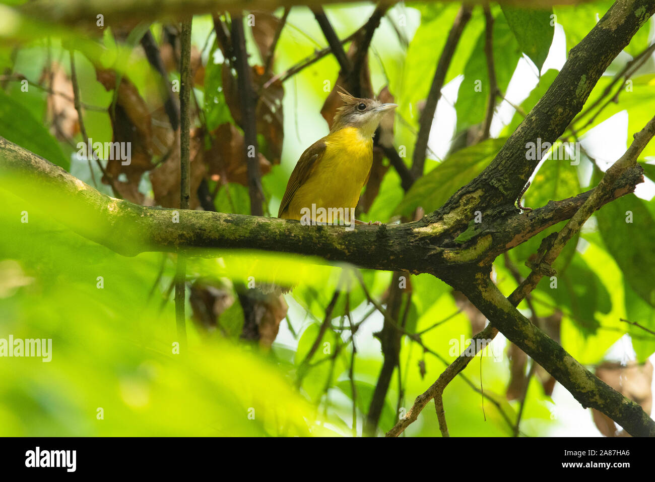 White-throated Bulbul, Alophoixus flaveolus, Dehing, Patkai, WLS, Assam, India Stock Photo