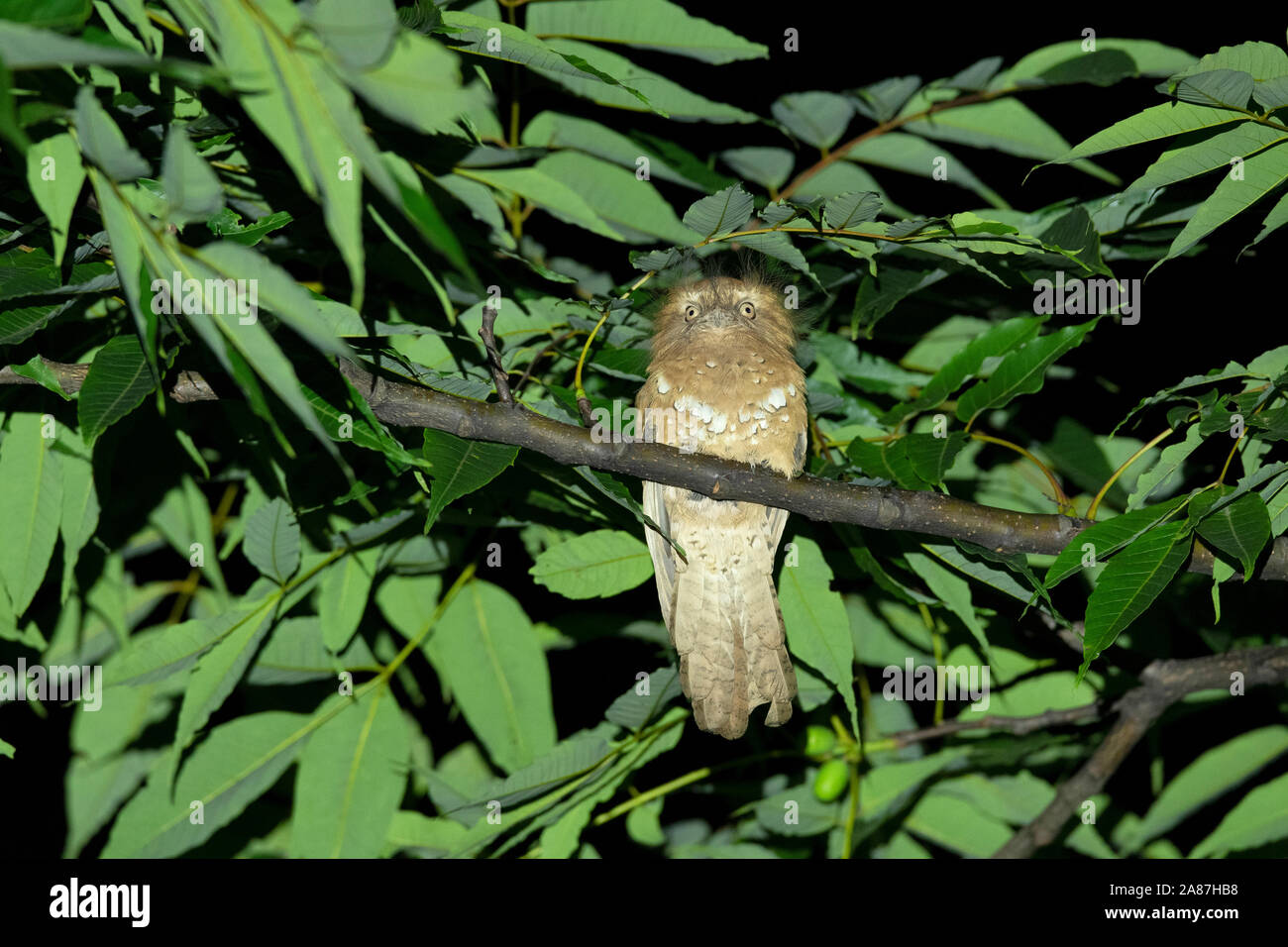 Hodgson's frogmouth, Batrachostomus hodgsoni, Mishmi Hills, Arunachal ...