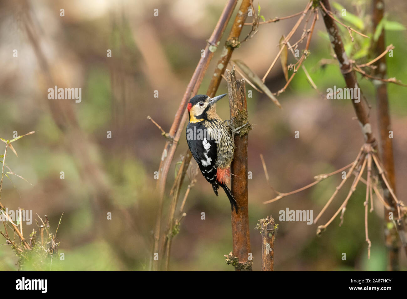 Darjeeling woodpecker Male, Dendrocopos darjellensis,  Mishmi Hills, Arunachal Pradesh, India Stock Photo