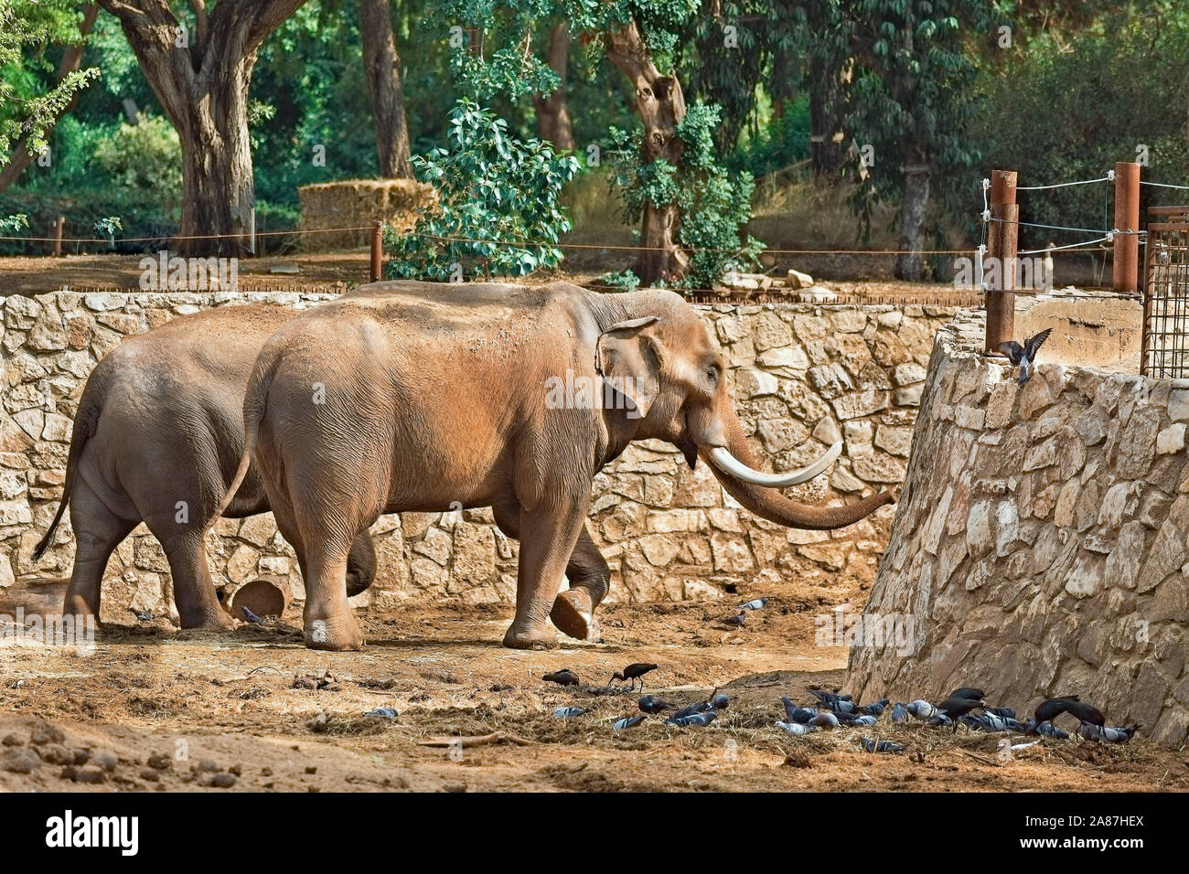 big african elephants for a walk Stock Photo