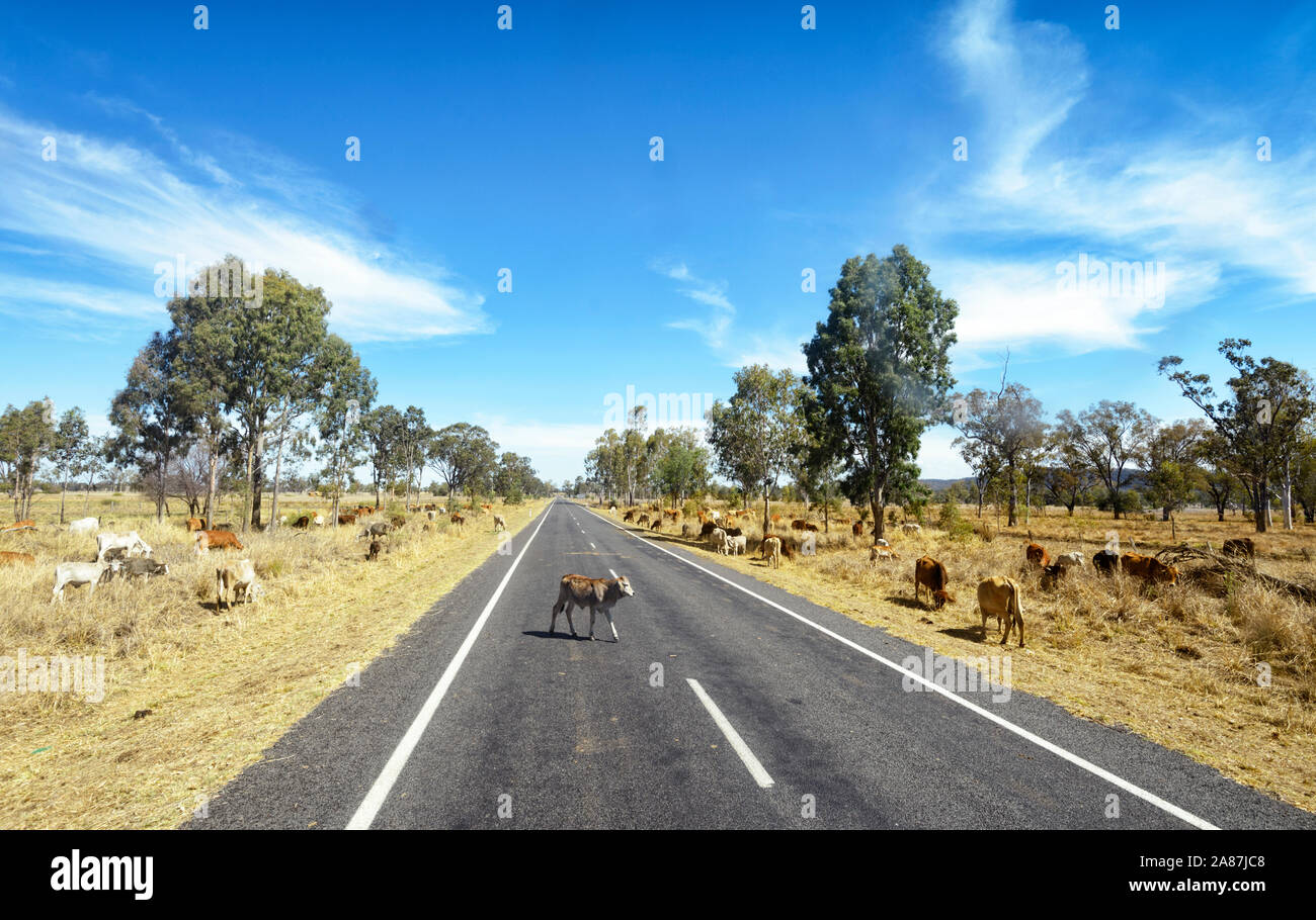 Cattle hazard on the road in Outback Queensland, Australia Stock Photo