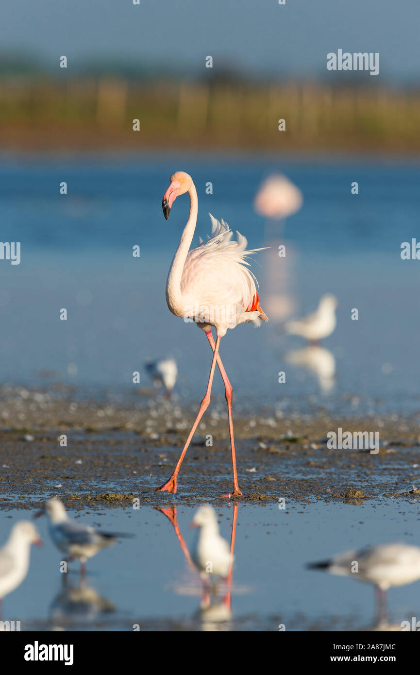 European Flamingo, Great Flamingo, Phoenicopterus roseus, and Black-headed Gull, Chroicocephalus ridibundus, Saintes-Maries-de-la-Mer, Parc naturel ré Stock Photo
